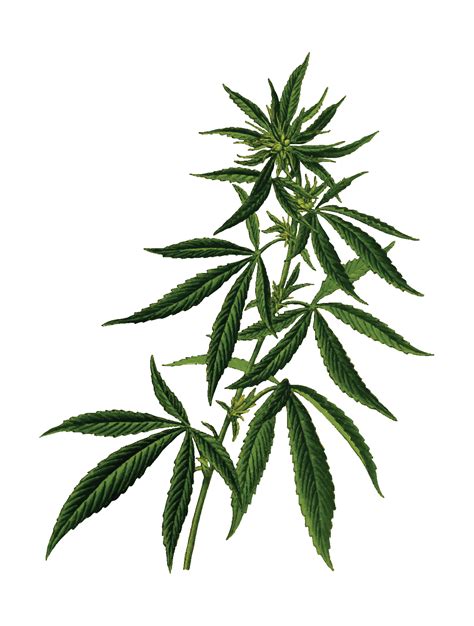 Free Clipart Of A Pot Cannabis Marijuana Plant