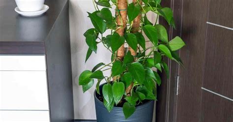 How To Make A Pothos Moss Pole