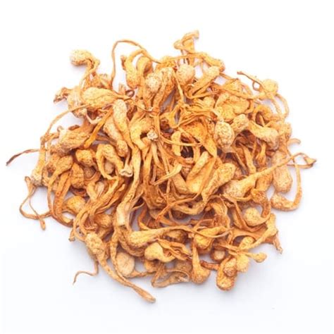 Cordyceps