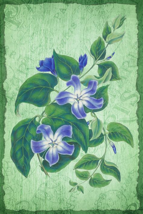 Vintage Floral Art Illustration Free Stock Photo - Public Domain Pictures