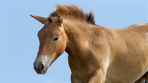 Przewalski's Horse | San Diego Zoo Animals & Plants