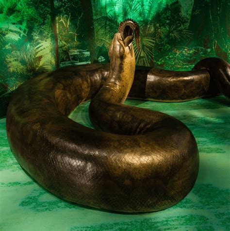 Titanoboa cerrejonensis: A Very Bad Thermometer - Darwin's Door