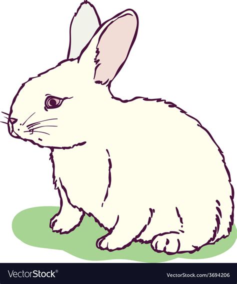 White rabbit Royalty Free Vector Image - VectorStock