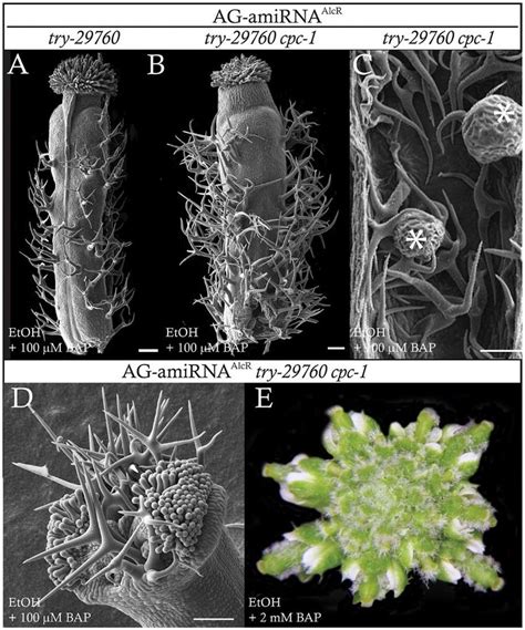 Cytokinin hypersensitivity in flowers of plants lacking AG, TRY and CPC ...