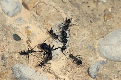 Ant war stock photo. Image of life, insects, insect, fight - 42616708