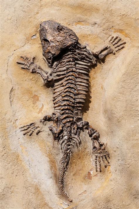 lizard skeleton, beige, floor, lizard, skeleton, dinosaur, fossil, old | Piqsels