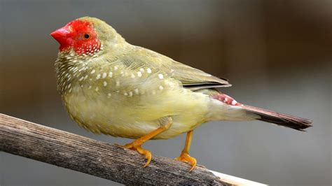 Star Finch - The Finches of Serenity | Serenity Aquarium & Aviary Services