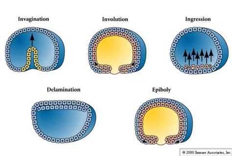 Gastrulation In Sea Urchin