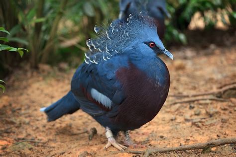 The World's Largest Birds - WorldAtlas