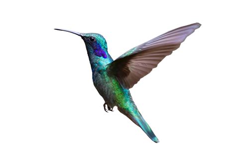 Colorful Hummingbird Flying PNG Image - PurePNG | Free transparent CC0 PNG Image Library