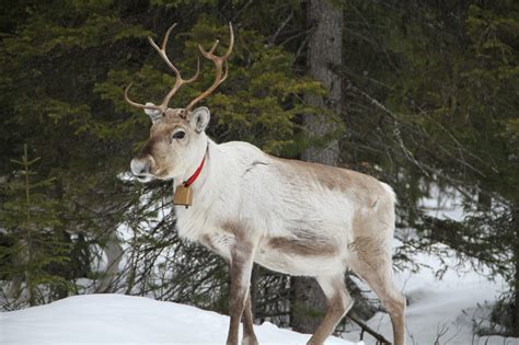 Winter photos: Reindeer Lake Resort reindeer farm Lapland Finland