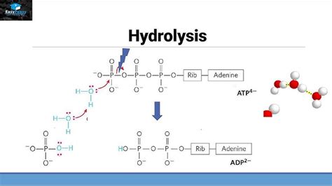 Hydrolysis Of Atp Mechanism