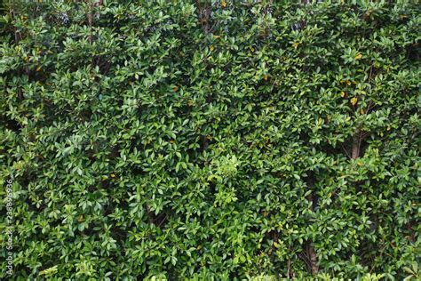 Vertical garden lush green wall pattern surface texture. Close-up of exterior natural material ...