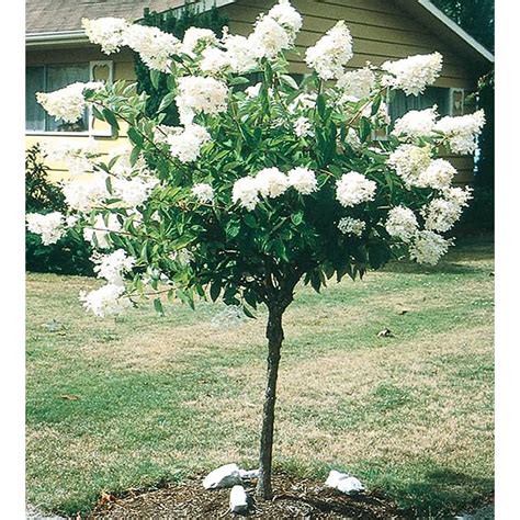 Shop 5.5-Gallon White Peegee Hydrangea Tree Flowering Shrub (L9285) at ...