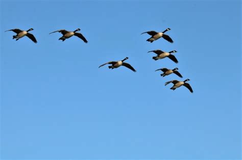 Canada Geese In Flight 3 Free Stock Photo - Public Domain Pictures