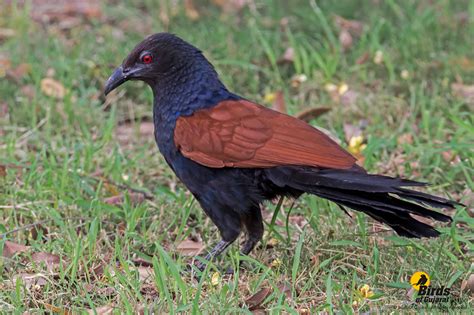 Greater Coucal (Centropus sinensis) | Birds of Gujarat