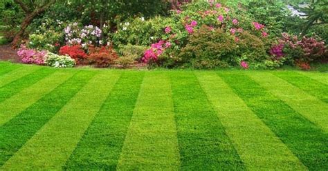 Want a Low Maintenance Grass Lawn? Try These Grass Seeds | Blog ...