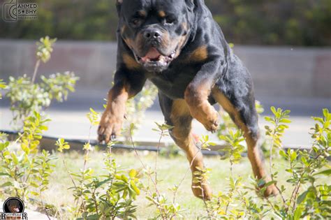 Rottweiler Aggression Problems - Rottweiler Today