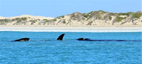 Whale watching in Fowlers Bay, South Australia | Our Planet Travel