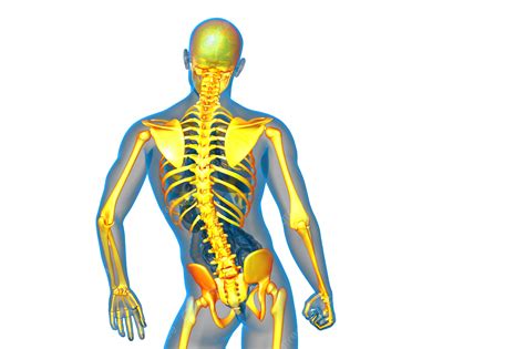 Skeleton Bone 3d Rendering For Medical, Skeleton, Spine, Skull PNG Transparent Image and Clipart ...