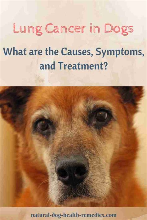 Lung Cancer in Dogs - Symptoms, Causes, Treatment