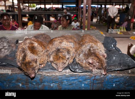 Cuscus Marsupial at Market of Wamena, Baliem Valley, West Papua ...