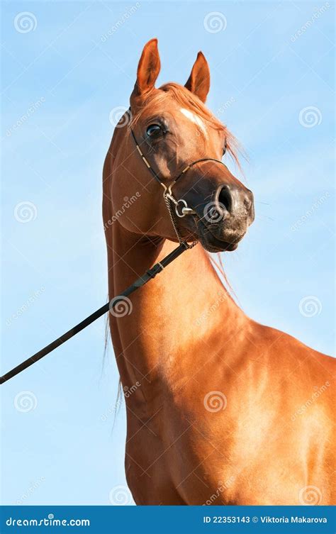 Chestnut Arabian Horse Portrait Stock Photos - Image: 22353143