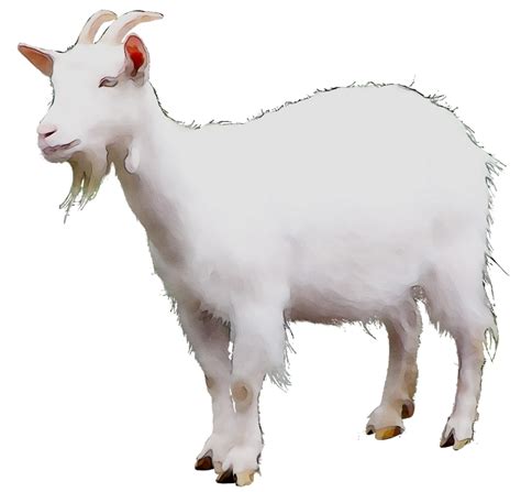 Goat Clipart Png Mountain Goat Clipart Got Mountain Goat Vector Png | Images and Photos finder