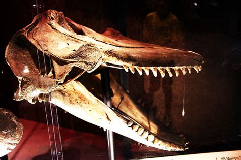 Orcinus orca - killer whale skull - Smithsonian Museum of … | Flickr