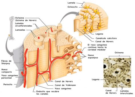 Hueso compacto y hueso esponjoso: estructura y funciones - Curiosoando