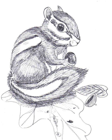 Pen and Ink Chipmunk by jtwilber1 on DeviantArt