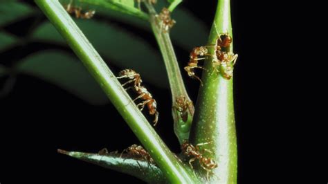 Keep Pesky Ants Off Your Thriving Plants With This Magical Two-Ingredient Trick