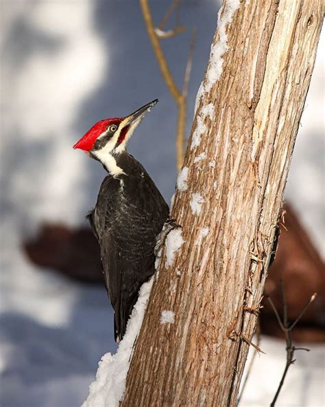 Pileated Woodpecker in Northern Michigan | Northern michigan, Pileated ...