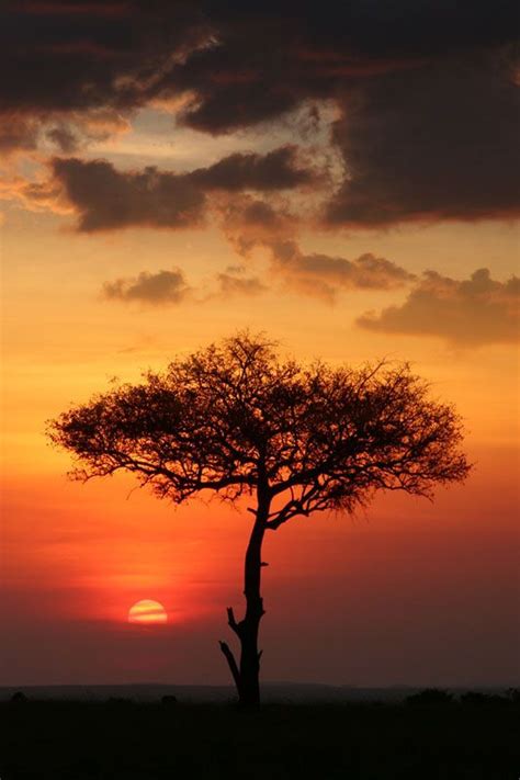 69 best images about African Sunset on Pinterest | Trees, Zimbabwe and Africa