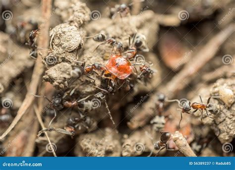 A Swarm Of Ants In The Air. Season Of Reproduction In Ants. Winged Ants. Stock Photo ...