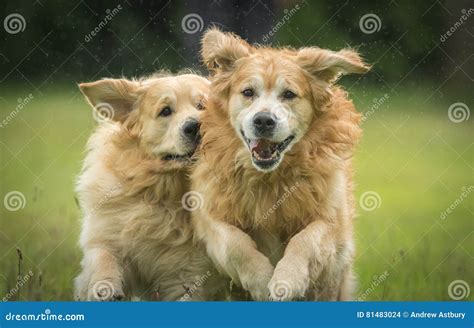 Golden Retrievers Playing stock photo. Image of animal - 81483024