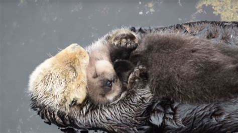 Sleepy baby sea otter takes a nap on its mother's belly