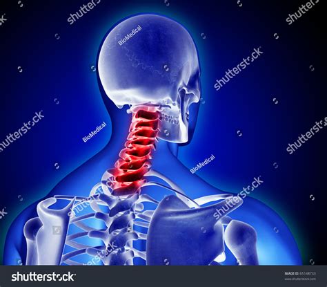 5,210 Neck Vertebral Anatomy Images, Stock Photos & Vectors | Shutterstock