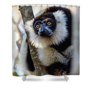Black-and-white ruffed lemur, Madagascar Wildlife Photograph by Artush Foto - Fine Art America