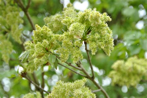 Fraxinus ornus | Flowering ash, Manna ash - Van den Berk Nurseries