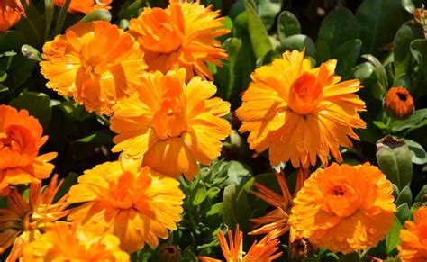 Best Calendula Officinalis Flower Extract Manufacturer with lower price | Plamed Group