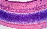 Methodologies to improve the performance of chondrocytes for cartilage ...