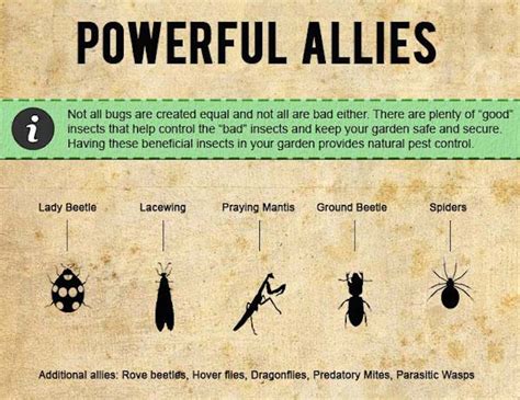 INFOGRAPHIC: How to protect your garden with organic pest control methods