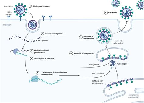 Coronavirus - Definition, Structure, Genome, Replication - Biology Notes Online