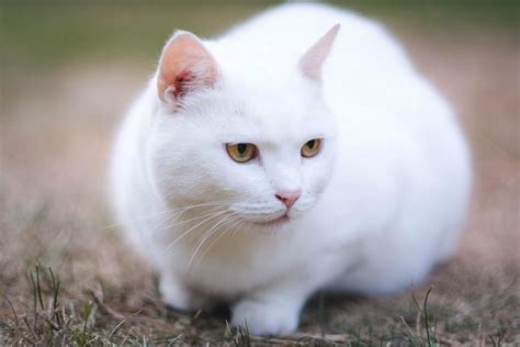 20+ White Cat Breeds - Blue Eyes, Green Eyes - Full List With Photos