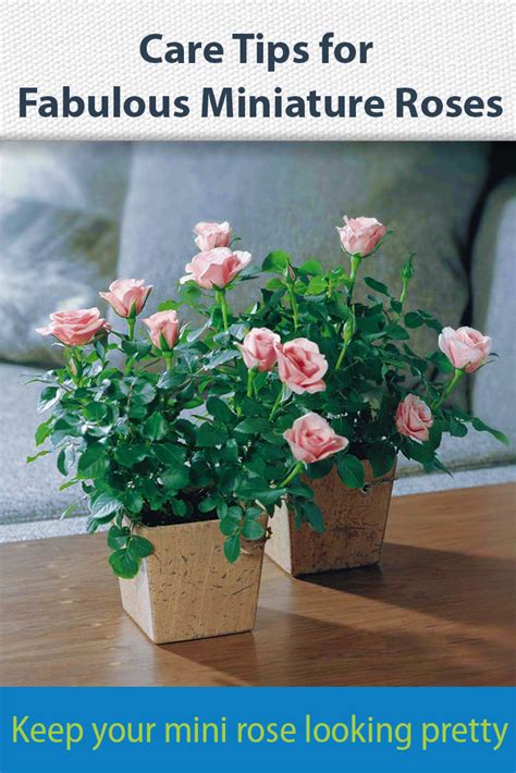 Got a potted miniature rose? These care tips will keep it flowering ...