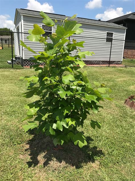 How Quickly Does A Tulip Poplar Grow Yearly? | Mom Files