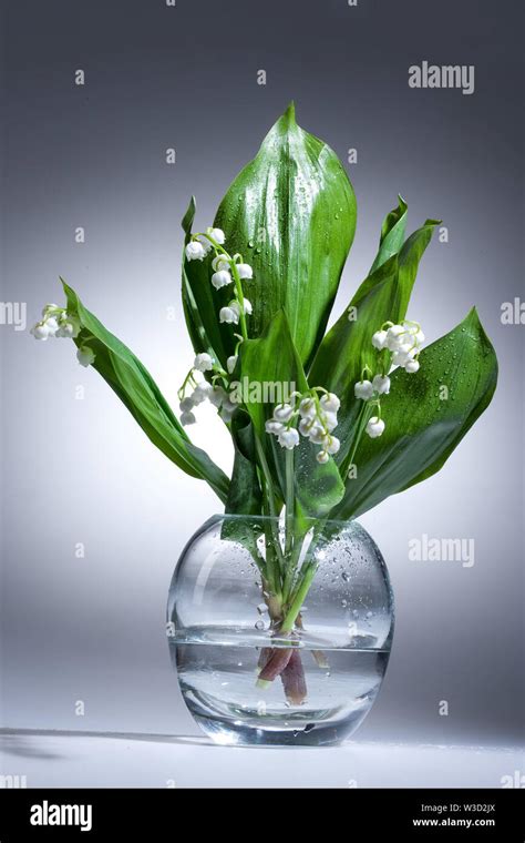 Lily of the valley in the glass vase Stock Photo - Alamy