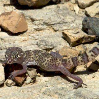 Texas Banded Gecko Facts and Pictures