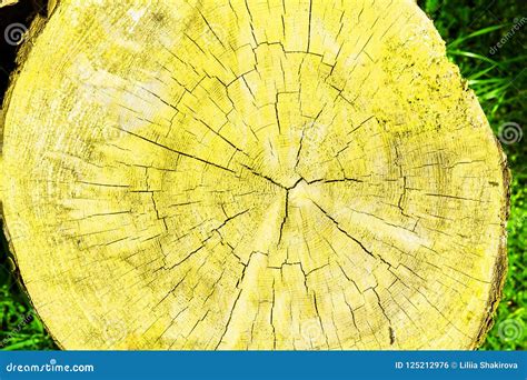 Light Yellow Color Wooden Texture for Web Stock Photo - Image of light ...